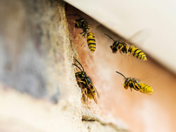 wasps nest