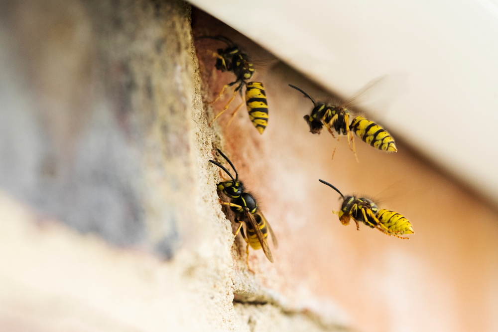 wasps nest